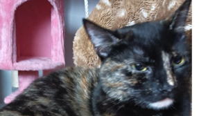 Lost Pet: Callie