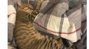 Lost Pet: Menew