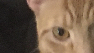 Lost Pet: Nilo