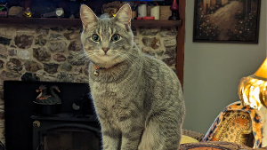 Lost Pet: Stevie