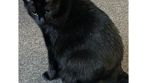 Lost Pet: Raven