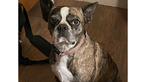 Lost Pet: Bostyn