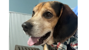 Lost Pet: Copper