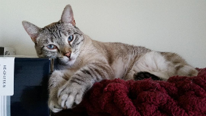Lost Pet: Sonoma