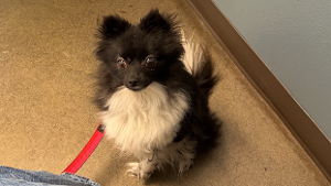 Lost Pet: BUFFY