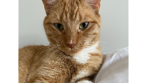 Lost Pet: Percy