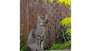 Lost Pet: Michi