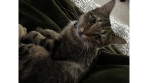 Lost Pet: Squirrel