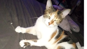 Lost Pet: Gizmo