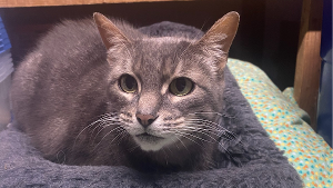 Lost Pet: Luna