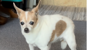 Lost Pet: Rita