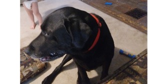 Lost Pet: Nitro