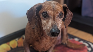 Lost Pet: BoeBoe