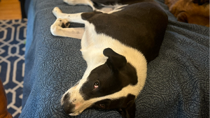 Lost Pet: Cocoa