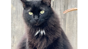 Lost Pet: Galaxy