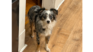 Lost Pet: Tiny Dog Fka Green Apple 11a-003