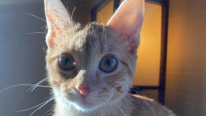 Lost Pet: Aeowin