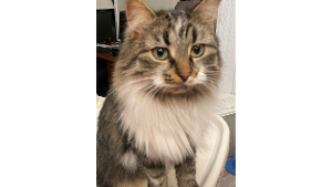 Lost Pet: Ninja