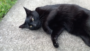 Lost Pet: Panther