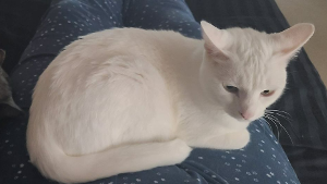 Lost Pet: Pearl