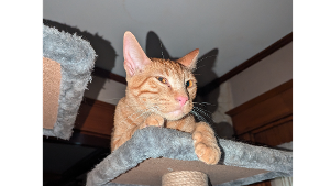 Lost Pet: J. P.