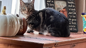 Lost Pet: Ruby