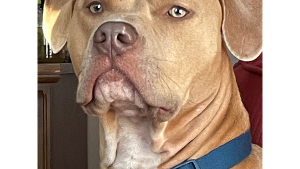 Lost Pet: Rocky