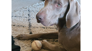 Lost Pet: Cooper