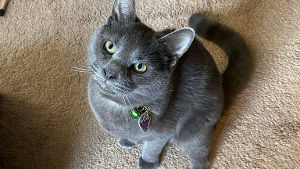 Lost Pet: Link