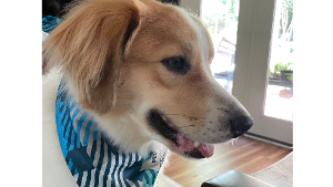 Lost Pet: Louie