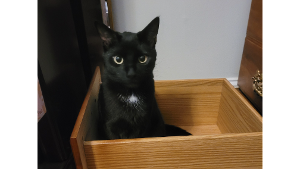 Lost Pet: Cinder