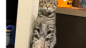 Lost Pet: Yoshi