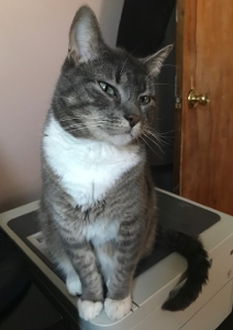 Lost Pet: Oyster