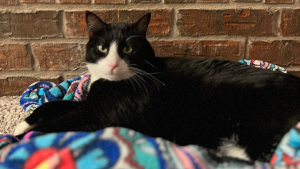 Lost Pet: Panda