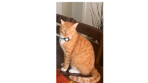 Lost Pet: Jack