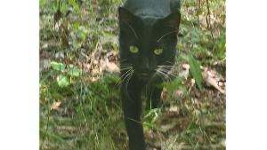 Lost Pet: Jeremy