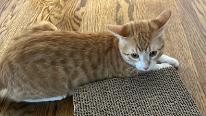 Lost Pet: Phantom