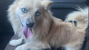 Lost Pet: Max