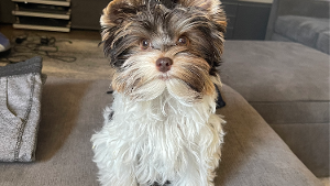 Lost Pet: Miles Tamonte