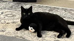 Lost Pet: Blackie