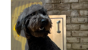 Lost Pet: Darcy