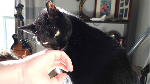 Lost Pet: SABAN