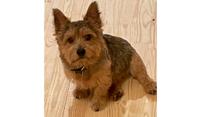 Lost Pet: Sherman
