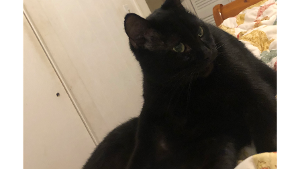 Lost Pet: Hefty