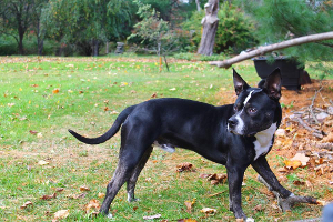 Lost Pet: Onyx Cerberus Tallent