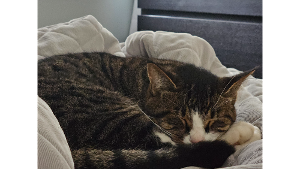 Lost Pet: Aspen