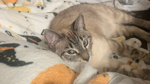Lost Pet: Pip