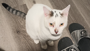Lost Pet: Duke
