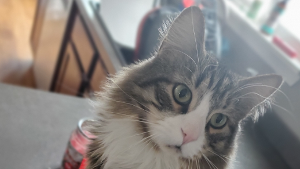Lost Pet: Spanky