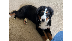 Lost Pet: Diesel